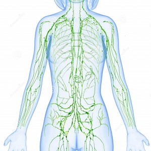 sistema-linfatico-femea-de-meio-corpo-36218746.jpg